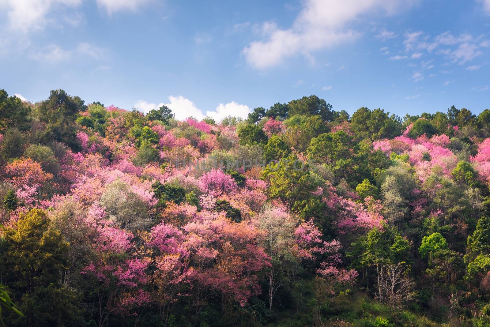 Pink Sakura Flowers is Blossoming in Spring Season, Beautiful Blooming Cherry Against Blue Sky Background. Natural Purity of Blossom Sakura on Tree Branch. Nature Plant and Flora by MahaHeang245789