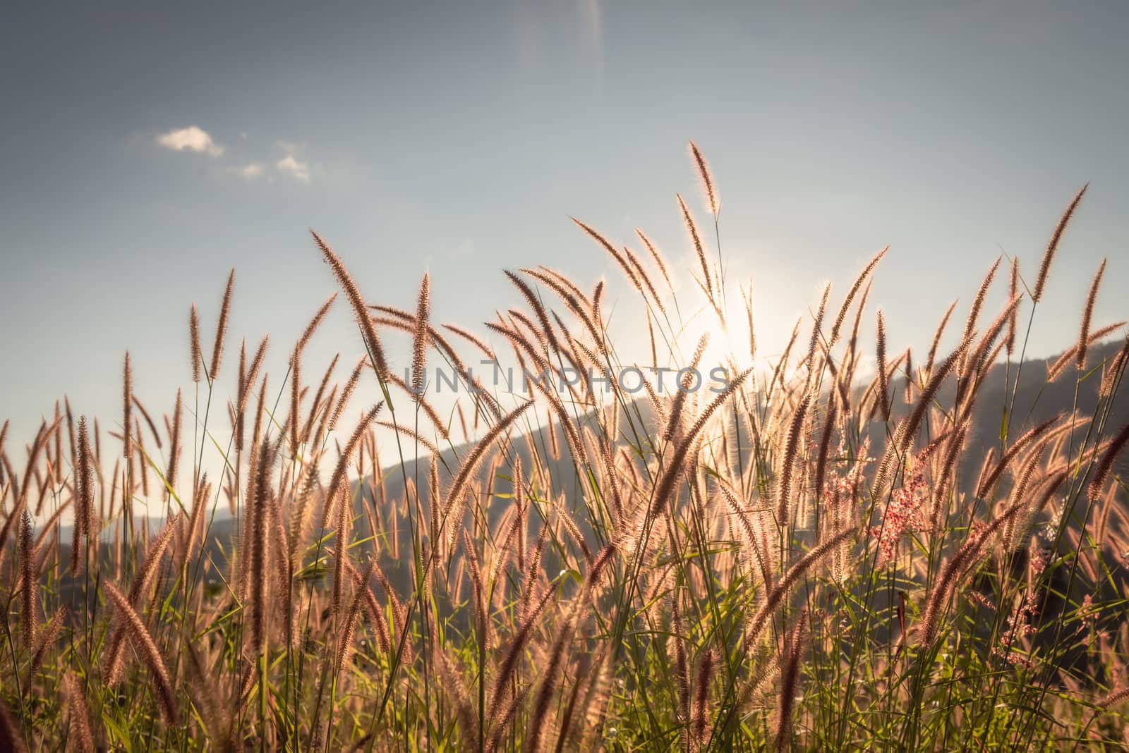 Natural Background of Grass Flowers Field at Sunset Scenery, Nature Landscape of Meadow Fields With Sunlight. Beautiful Spring Grass Flower on Mountains Scenic Backgrounds by MahaHeang245789