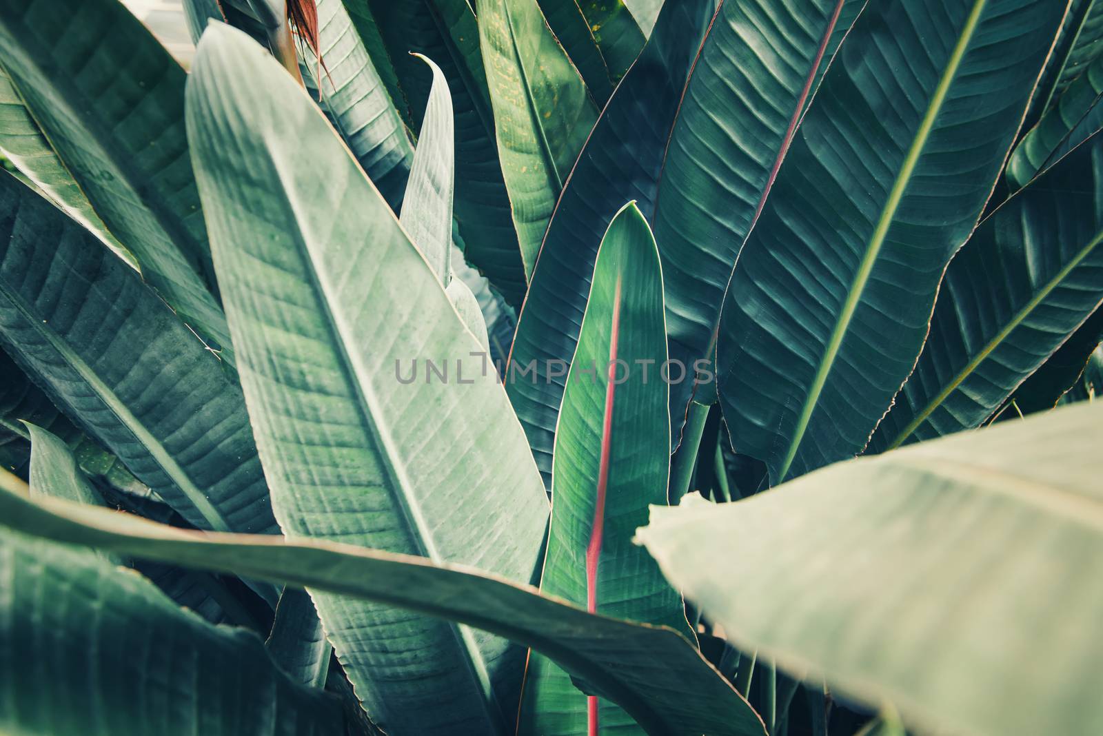 Tropical Leafs Lush Foliage Background of Nature Plant, Pattern Texture of Evergreen Tree Leaves. Abstract Natural Green Wallpaper