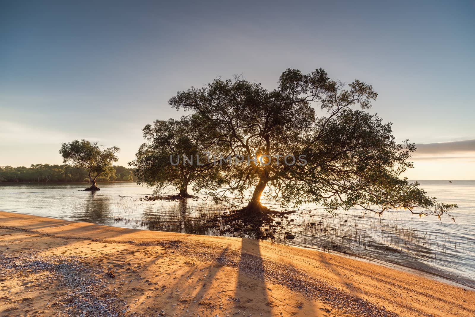 Landscape Scenery View of Coastal Forest and Beautiful Trees at Sunrise, Nature Panorama and Tranquility of Horizon Seascape. Silhouette of Mangrove Tree With Sunbeam Light. by MahaHeang245789