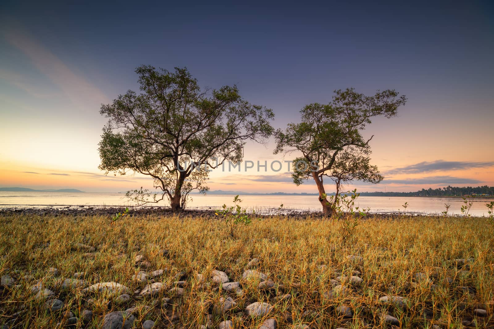 Landscape Scenery View of Coastal Forest and Beautiful Trees at Sunrise, Nature Panorama and Tranquility of Horizon Seascape. Silhouette of Couple Mangrove Tree With Golden Grass in The Morning. by MahaHeang245789