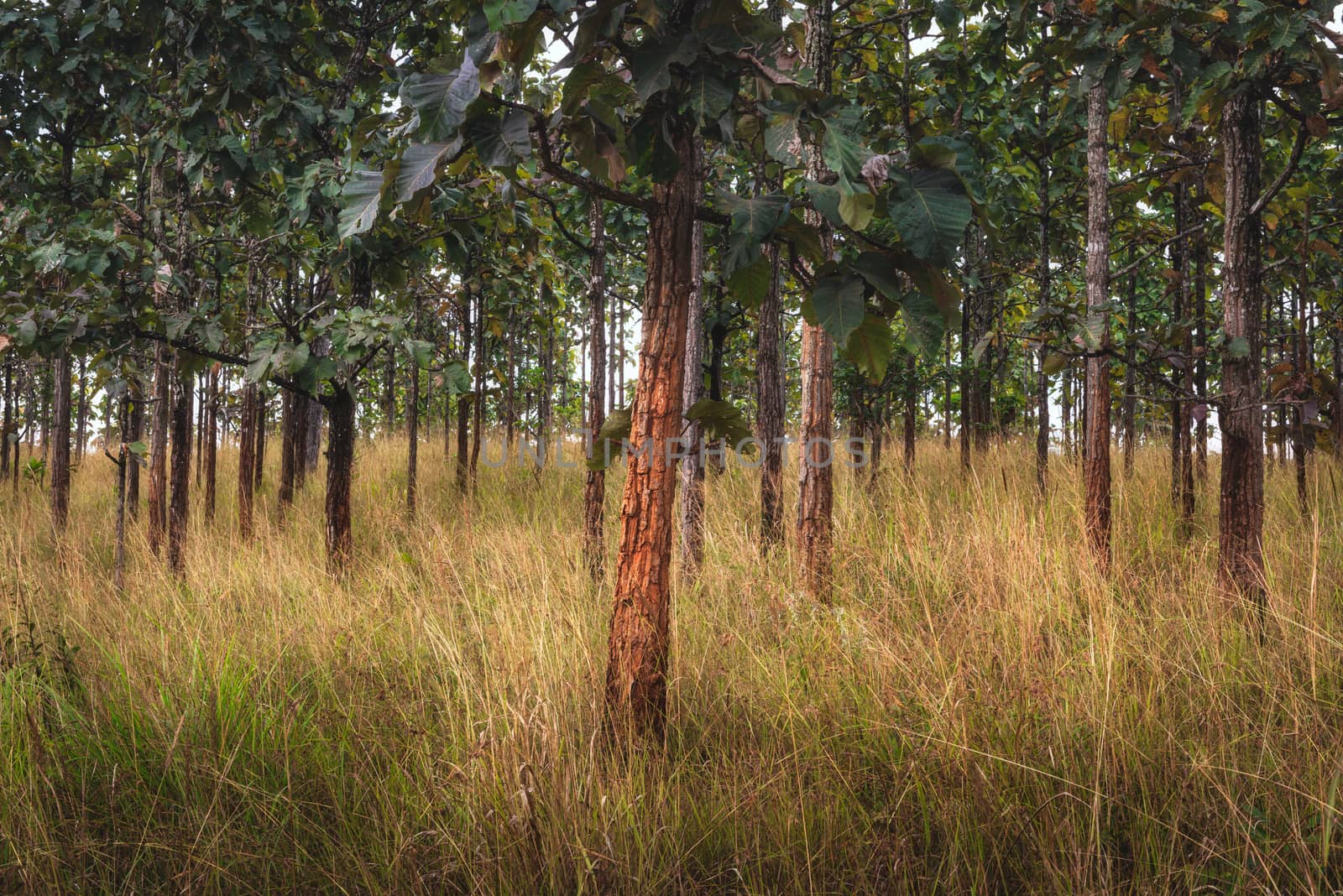 Landscape View of Nature Plant and Green Foliage, Natural Scenery Background of Wild Forest With Savannah Golden Grass. by MahaHeang245789