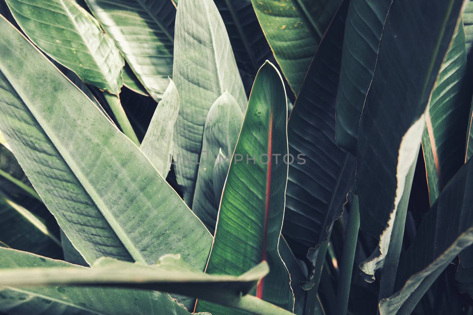 Tropical Leaf Lush Foliage Background of Nature Plant, Pattern Texture of Evergreen Tree Leaves. Abstract Natural Green Wallpaper by MahaHeang245789