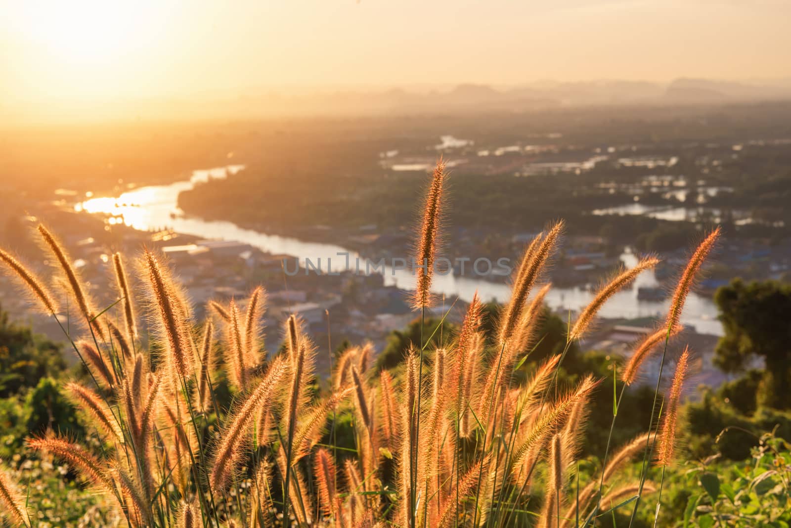 Natural Background of Grass Flowers Field at Sunset Scenery, Nature Landscape of Meadow Fields With Sunlight. Beautiful Spring Grass Flower on River Scenic Backgrounds