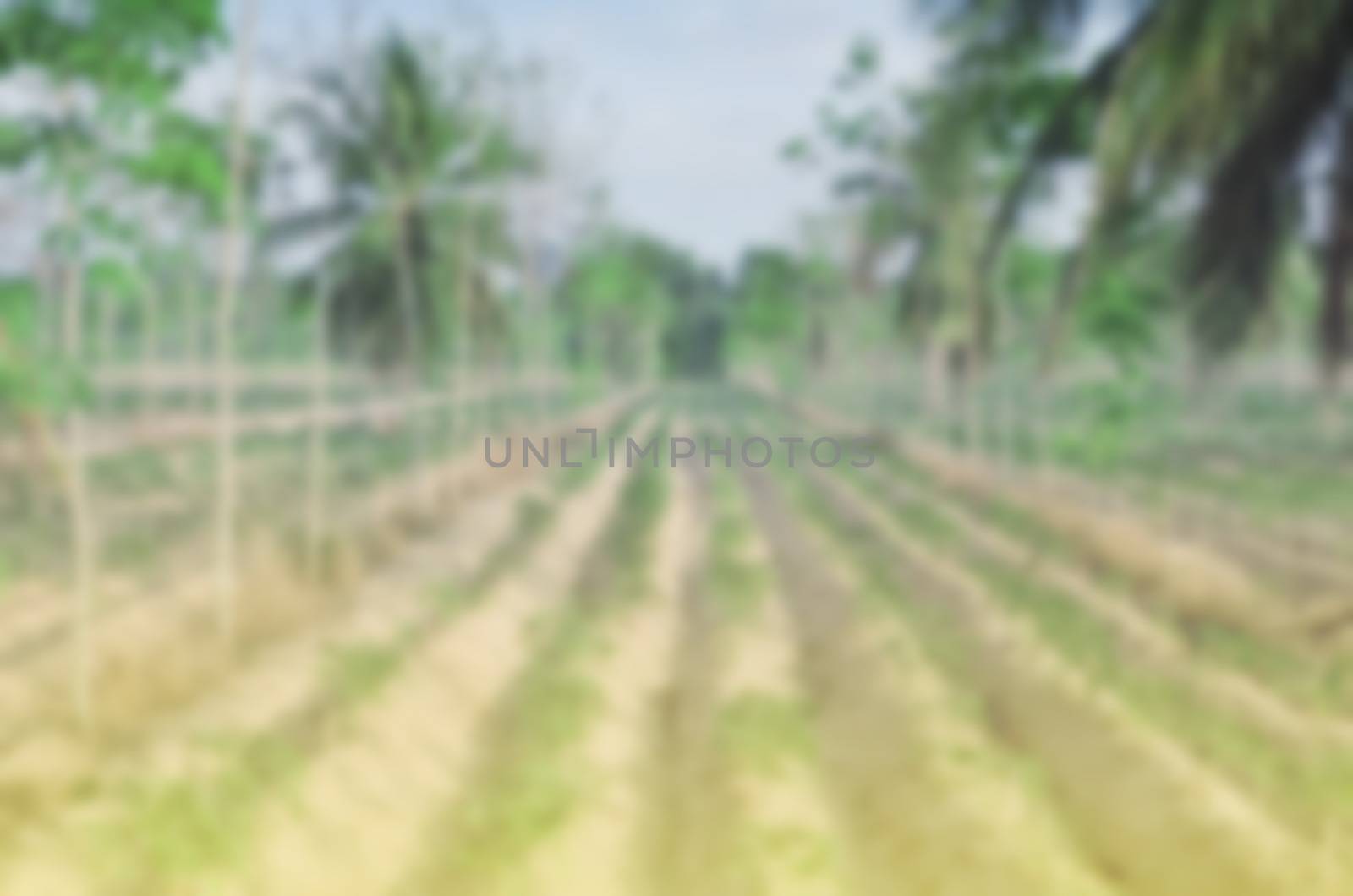 Farming blurred soft focus abstract nature for background