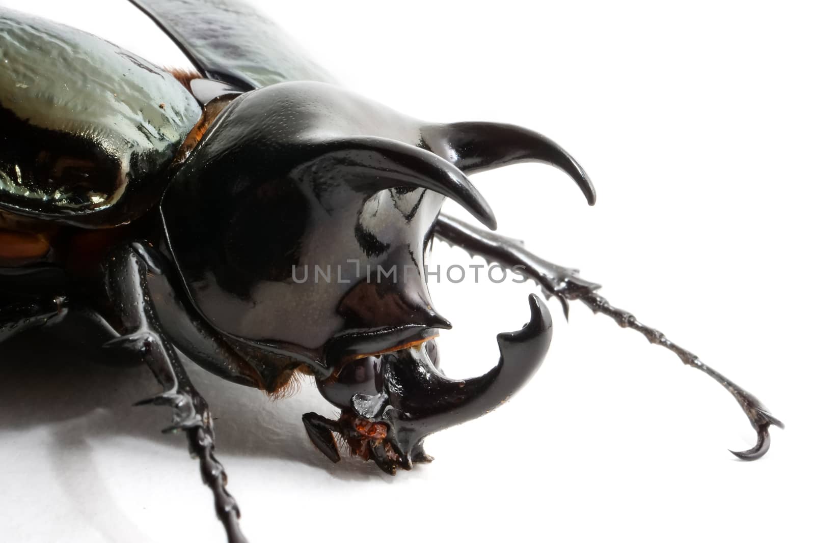 Beetle chalcosoma caucasus on white background by ronnarong