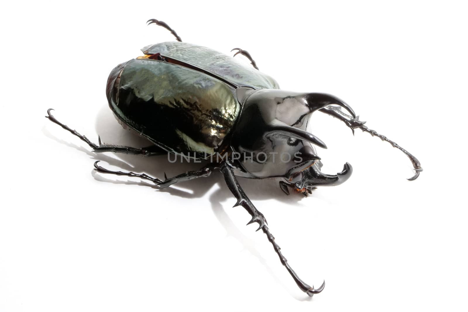 Beetle chalcosoma caucasus on white background