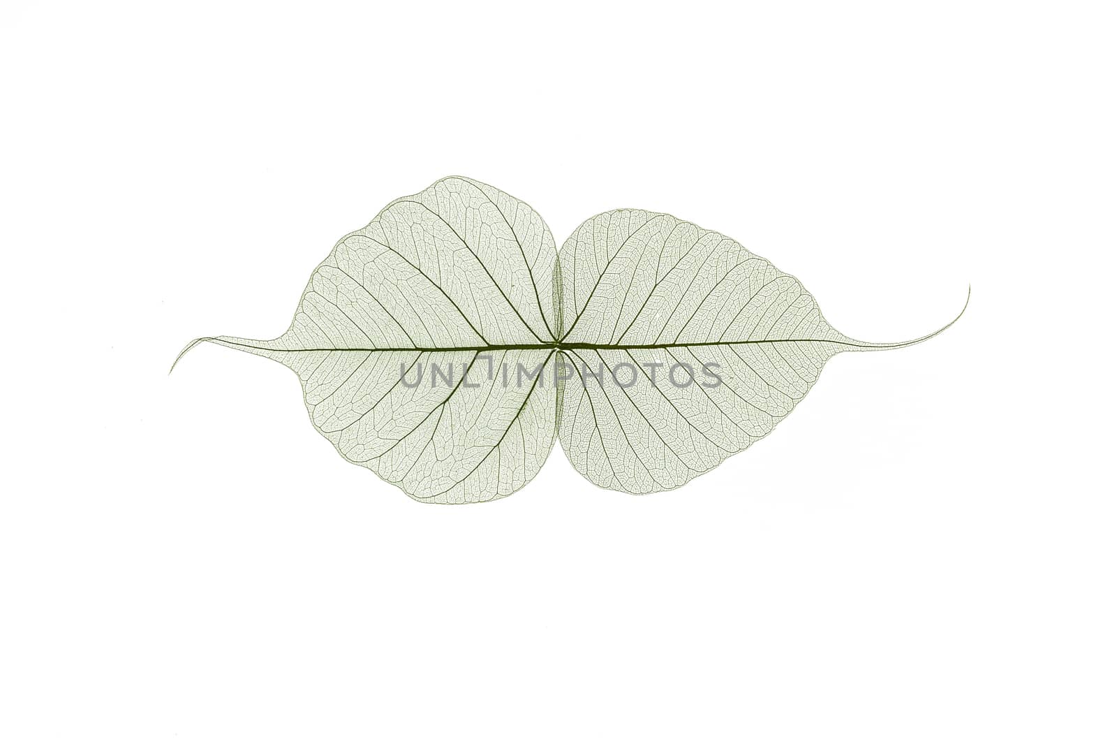 A border of colored transparent skeleton leaves on a white background. Top view, flat lay, banner