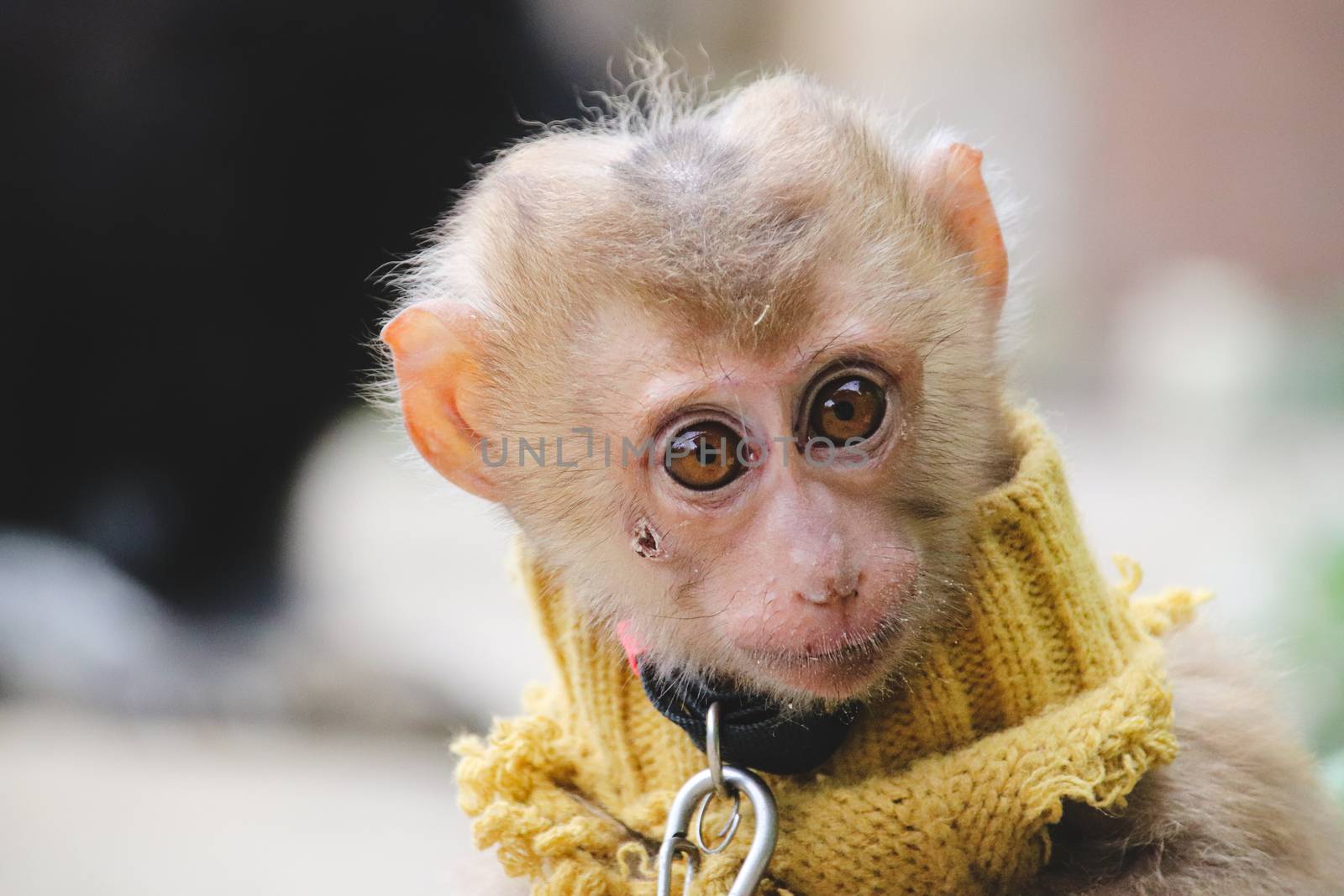 A baby monkey in chains by Sonnet15