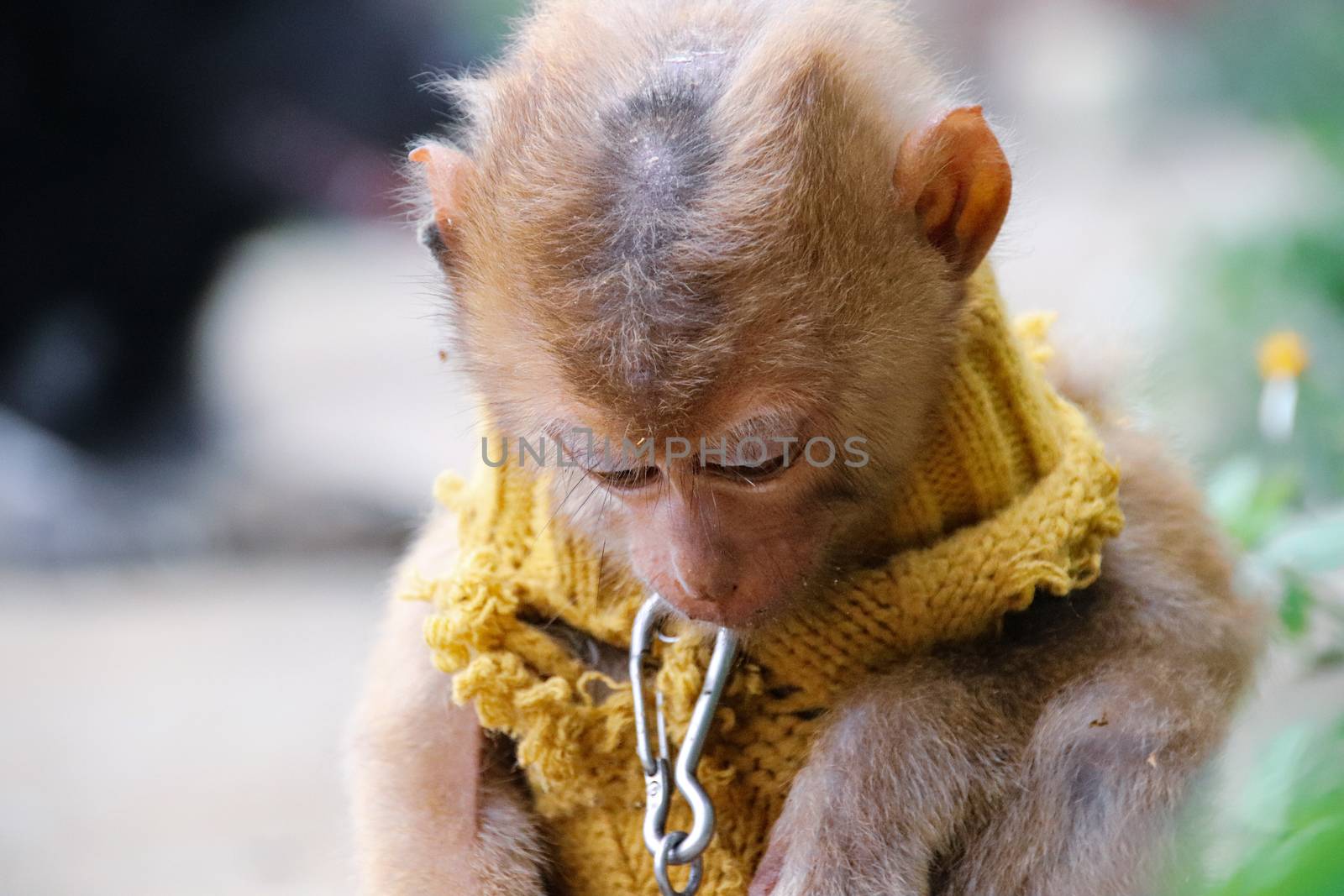 A baby monkey in chains by Sonnet15