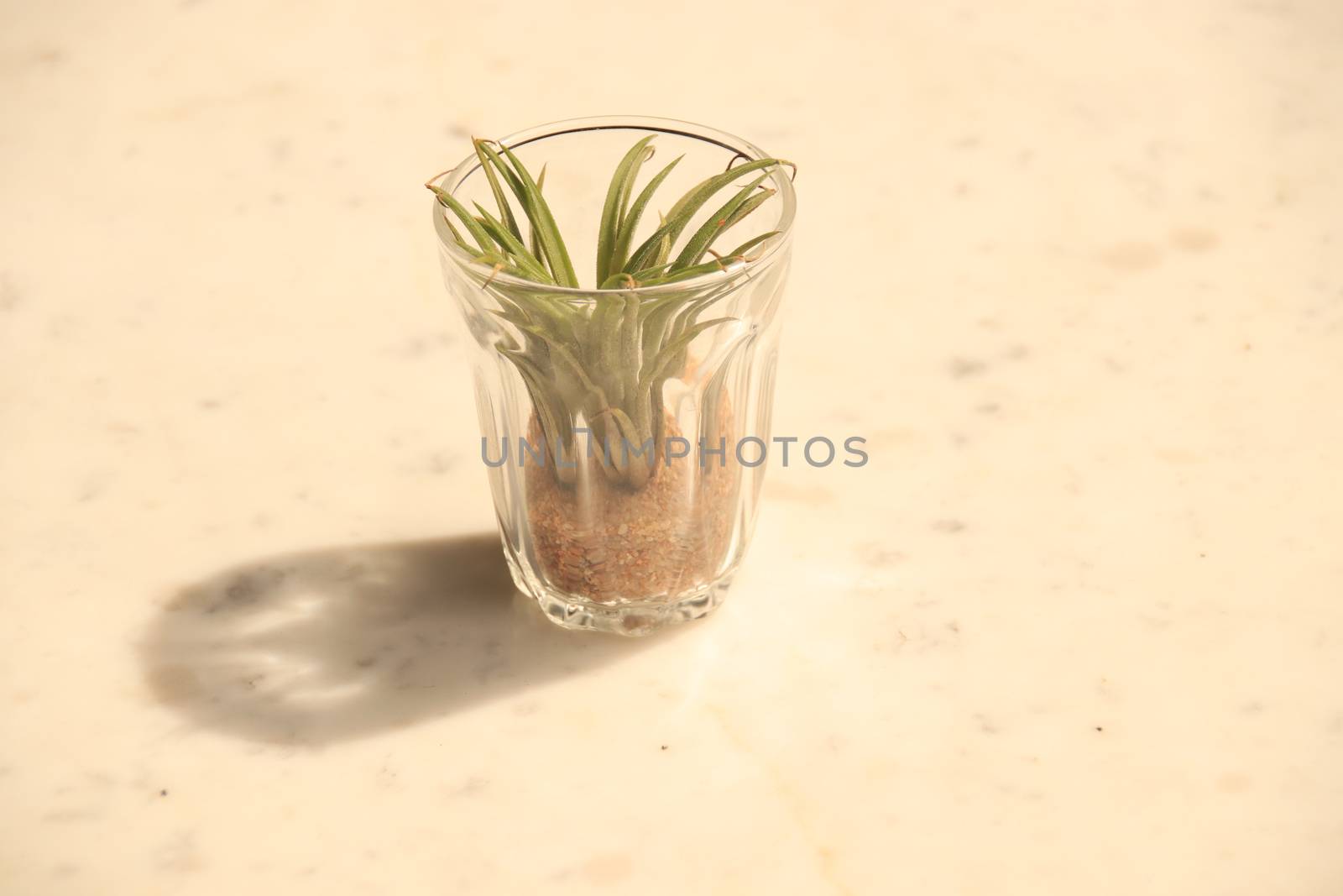 Tillandsia also called an air plant which is a popular houseplant decoration for Spring season or just home gardening