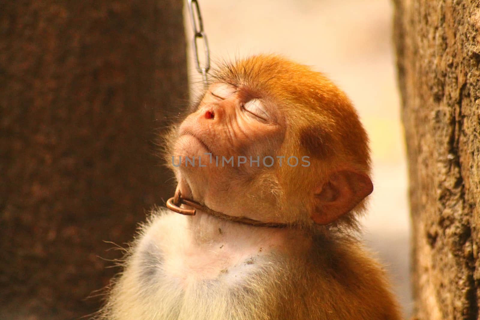 Close up of a rhesus macaque chained to a pole by Sonnet15