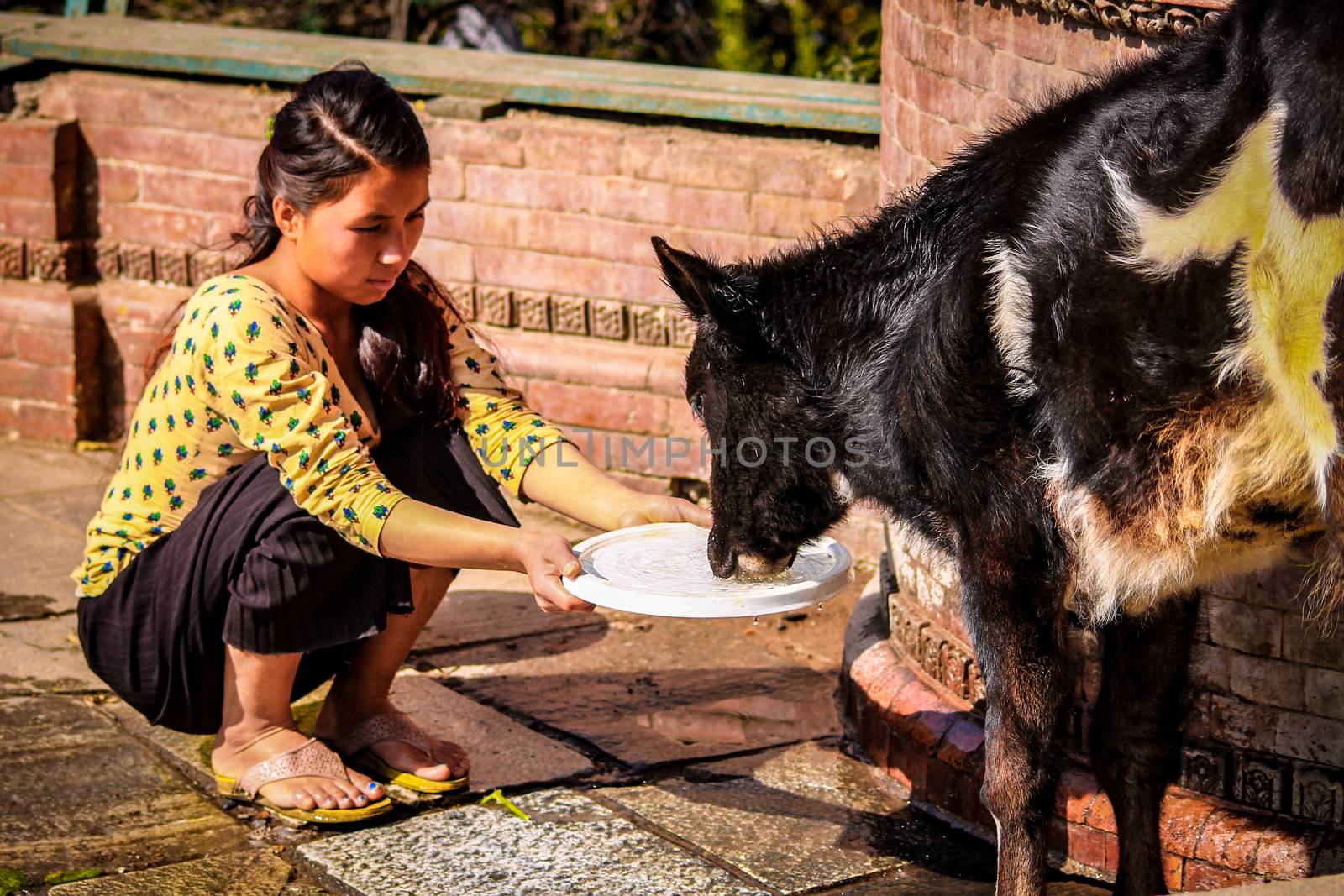 Editorial. A girl giving water to a cow in Swayambunath Temple in Kathmandu, Nepal