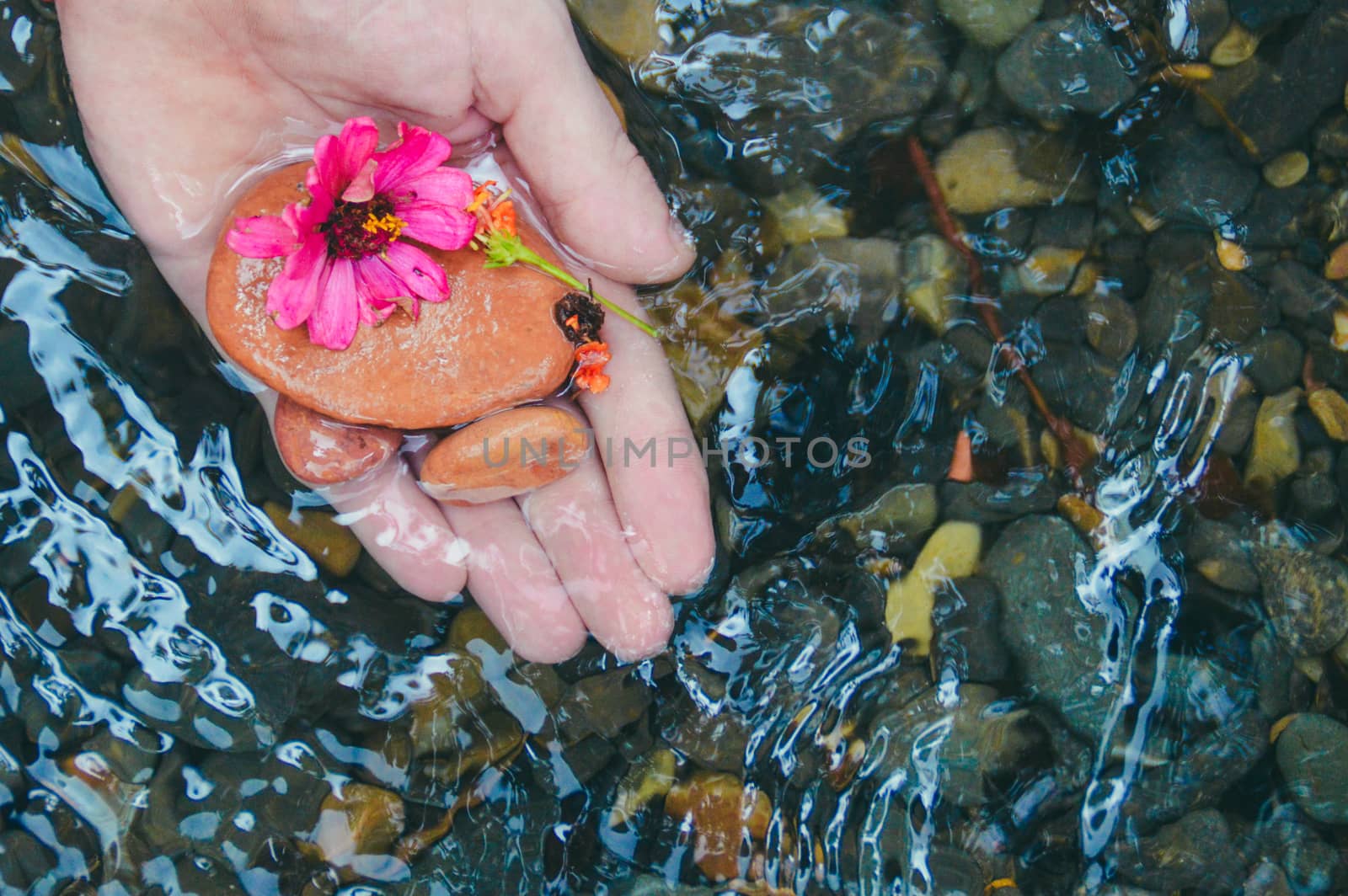 Top view of male hands holding flowers and pebbles over clean clear water by Sonnet15