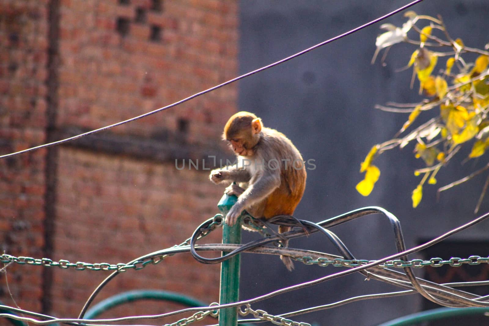 Baby monkey on top an electric pole in Kathmandu, Nepal