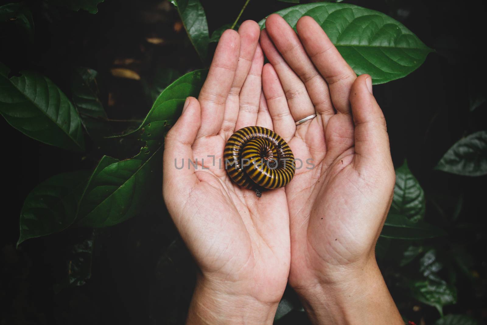 Holding a Asian giant millipede or Thyropygus spirobolinae sp, showing concept of kindness, harmony with nature and environmentalism