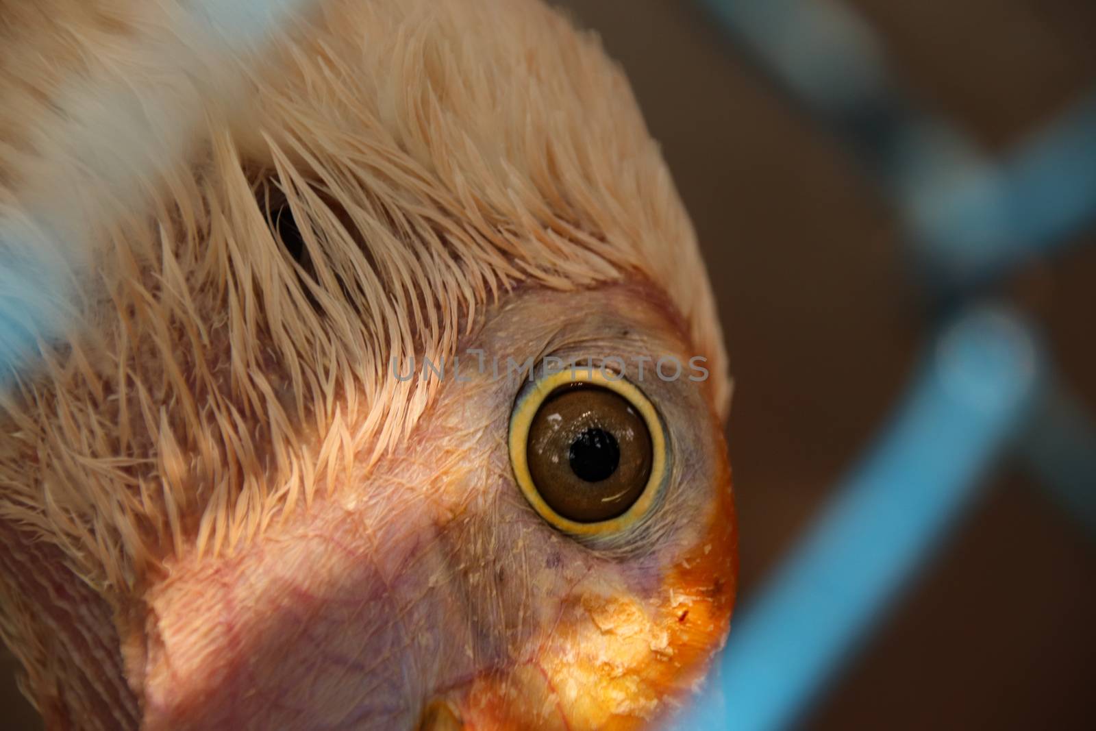 Close up of a bird's eye behind a chain link fence showing the vulnerability of wildlife