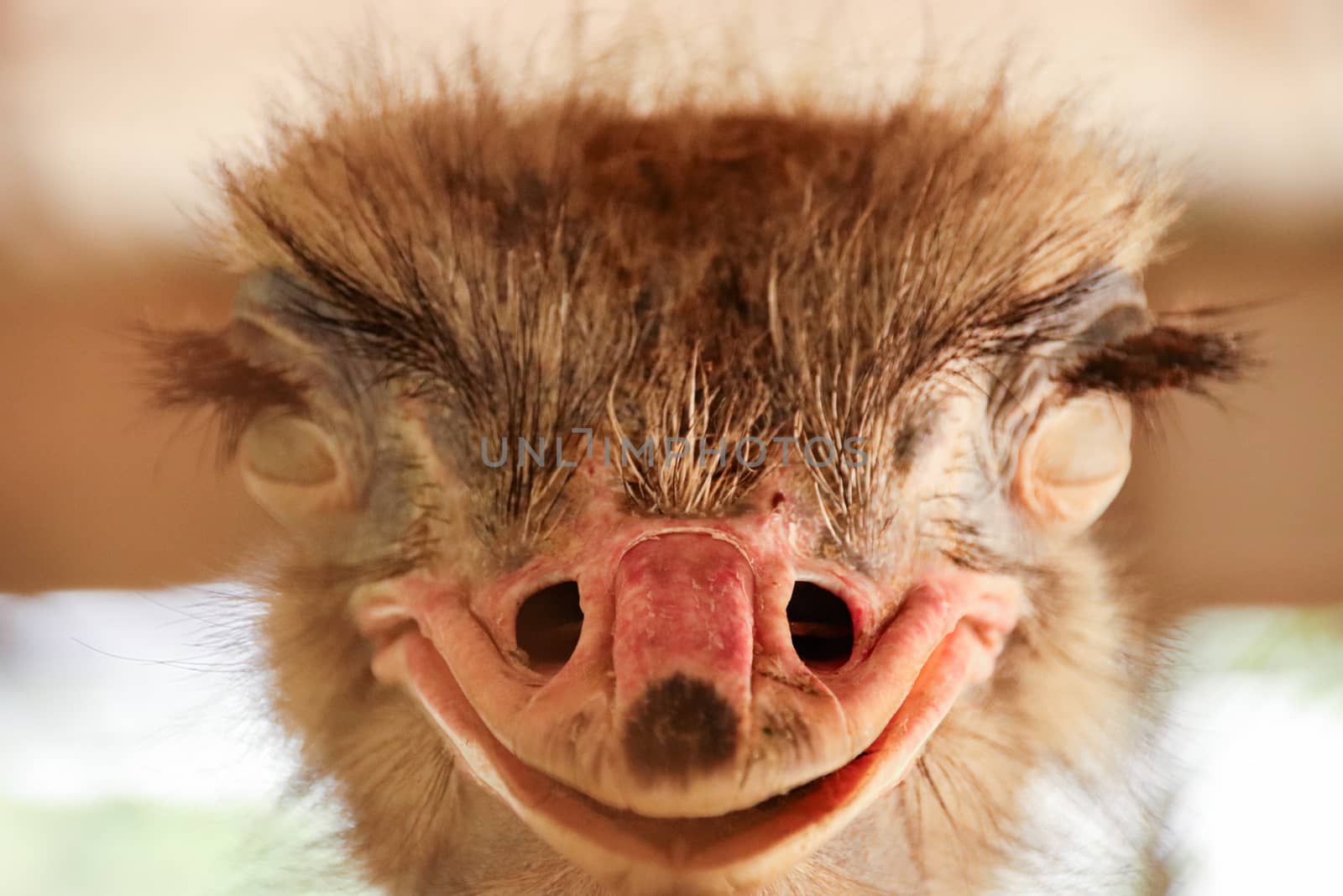 Close up of an ostrich bird looking like it is smiling
