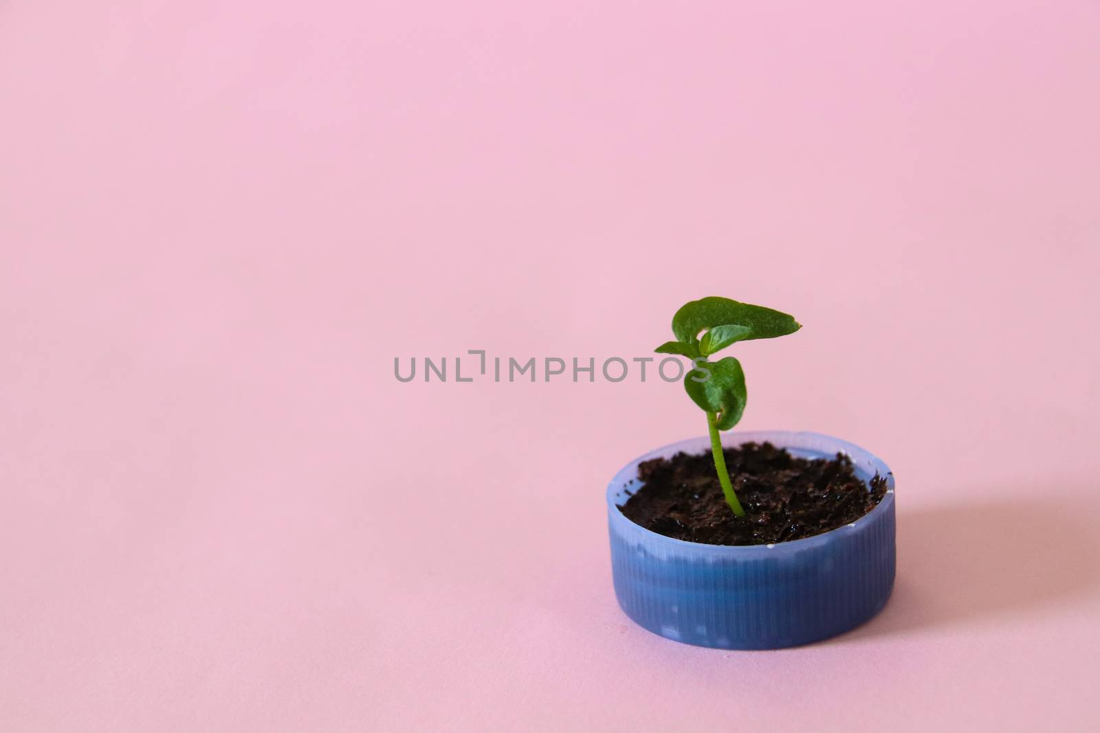 Conceptual still life showing hope for nature and the planet
