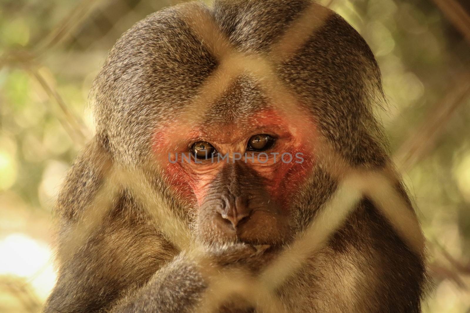 Caged Macaque Monkey by Sonnet15