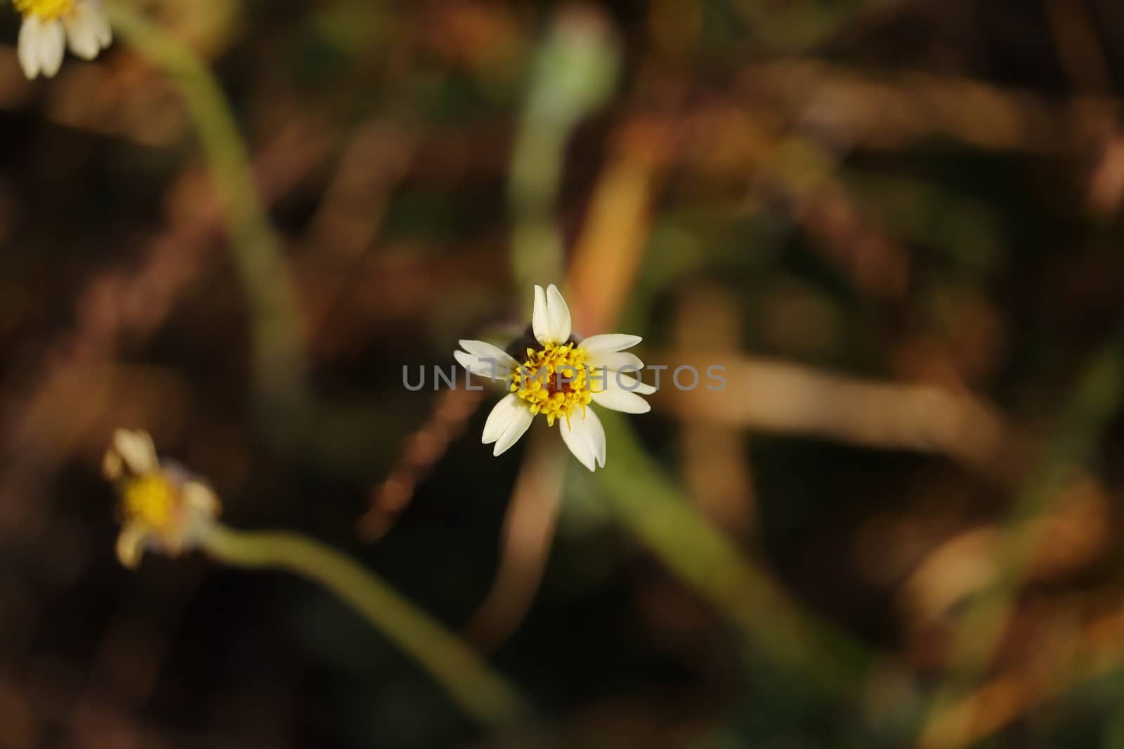 wild flower nectar by 9500102400