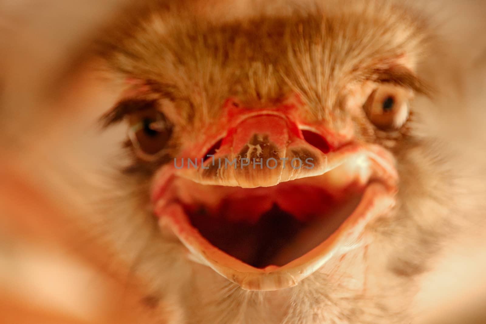 Smiling Ostrich Bird by Sonnet15