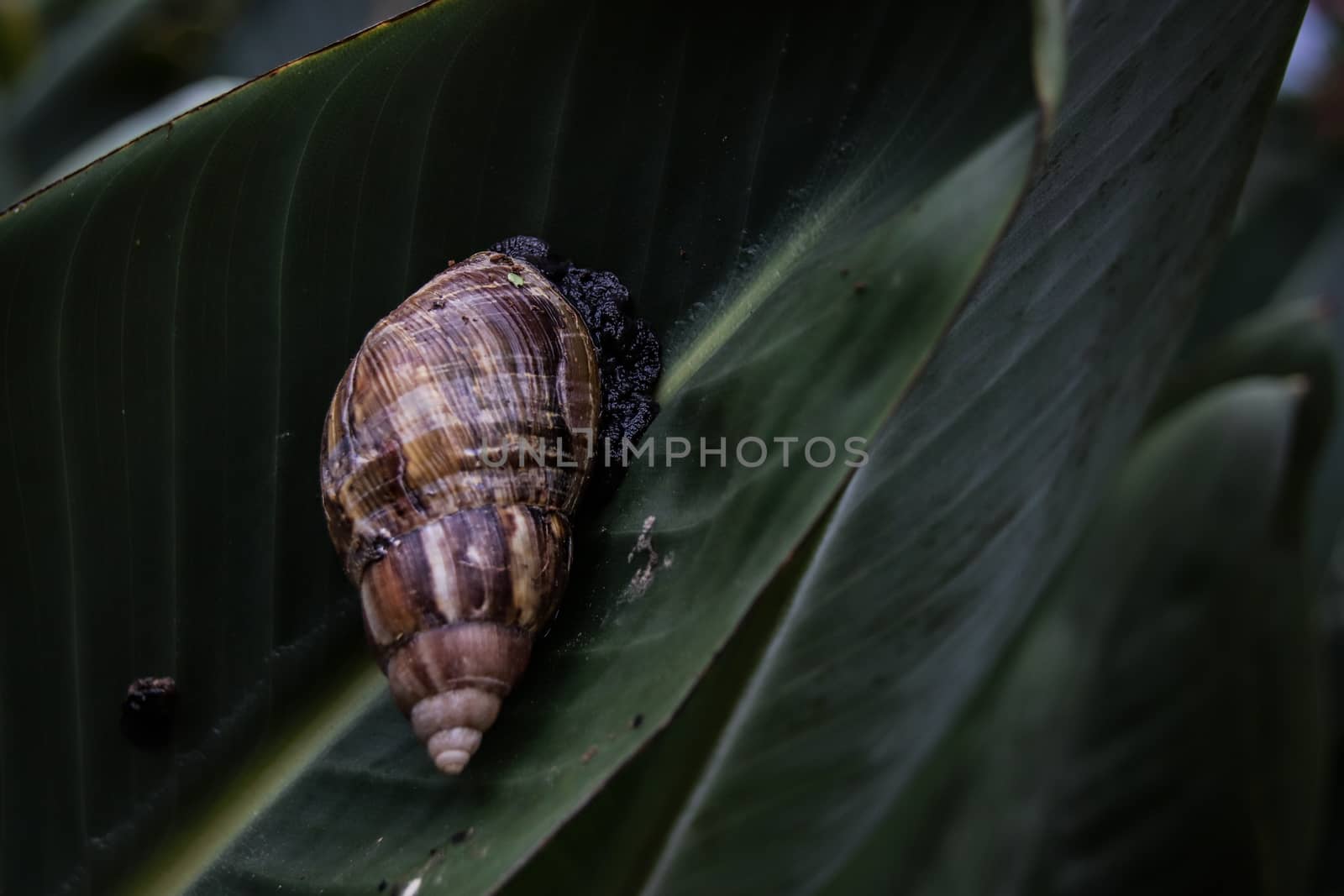 Achatina fulica or Giant african land snail agains dark green tropical leaves