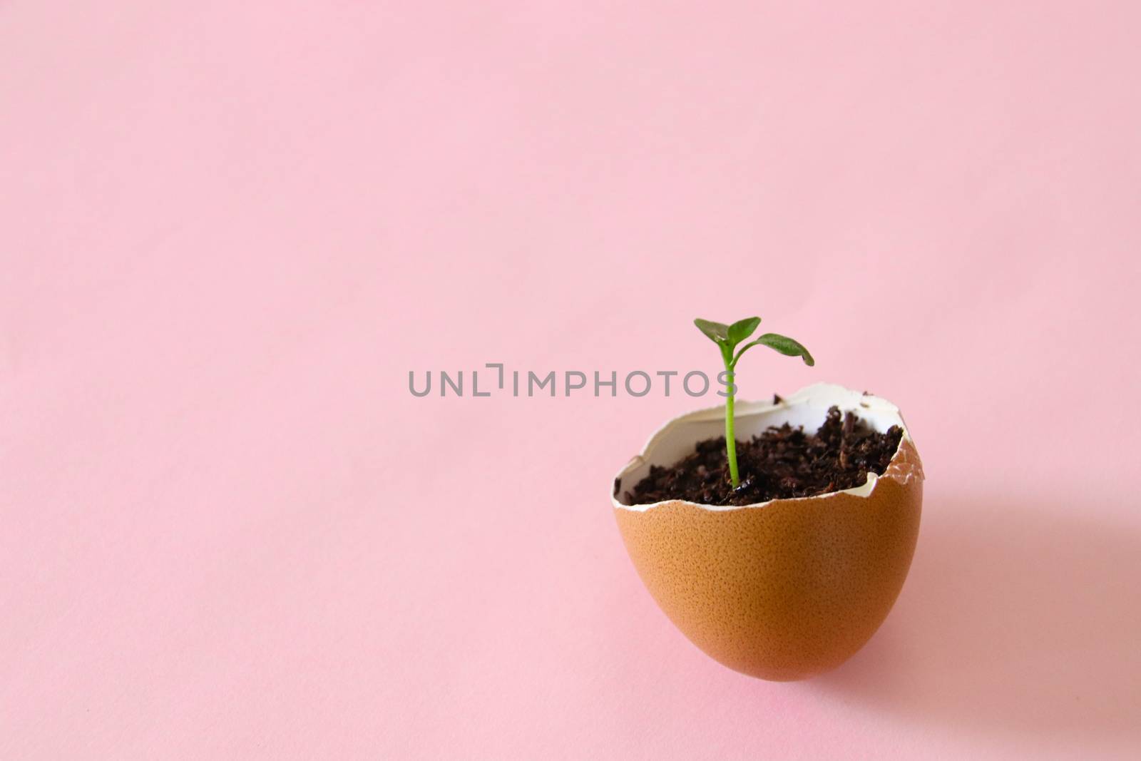 Conceptual still life showing hope for nature and the planet