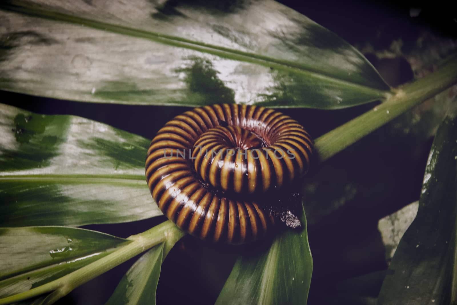 An Asian Millipede curled up on top of a leaf