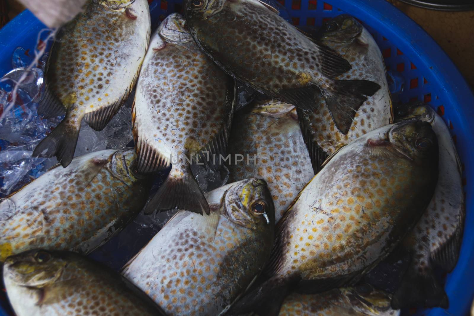 Close up of fresh fishes in the local wet market of Kampot Town that shows the real life, local food and culture of Cambodia