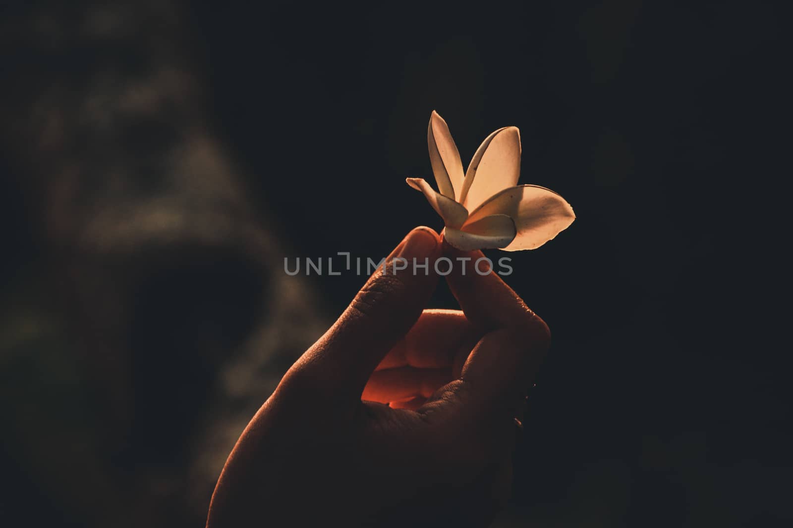 Holding a flower up to the light showing concept of hope, welcoming spring time, new beginnings, mental health, self care and wellness in nature