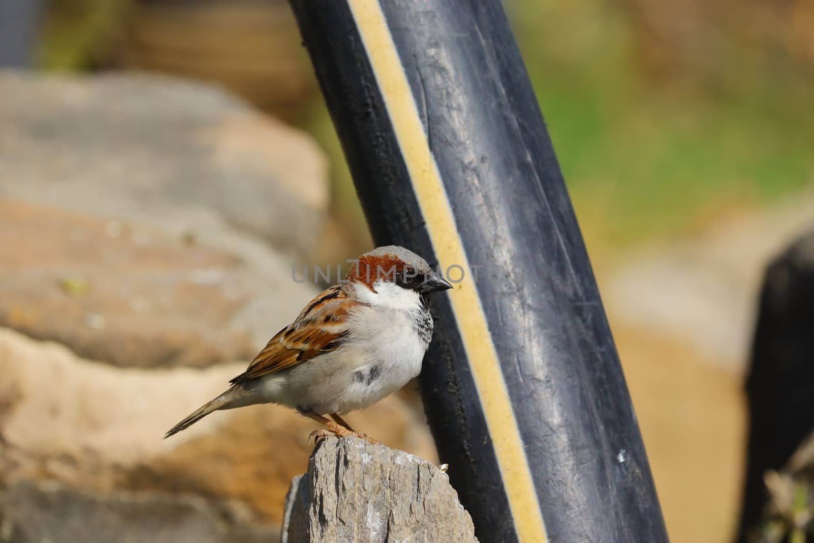 a male sparrow sitting close to black water pipe