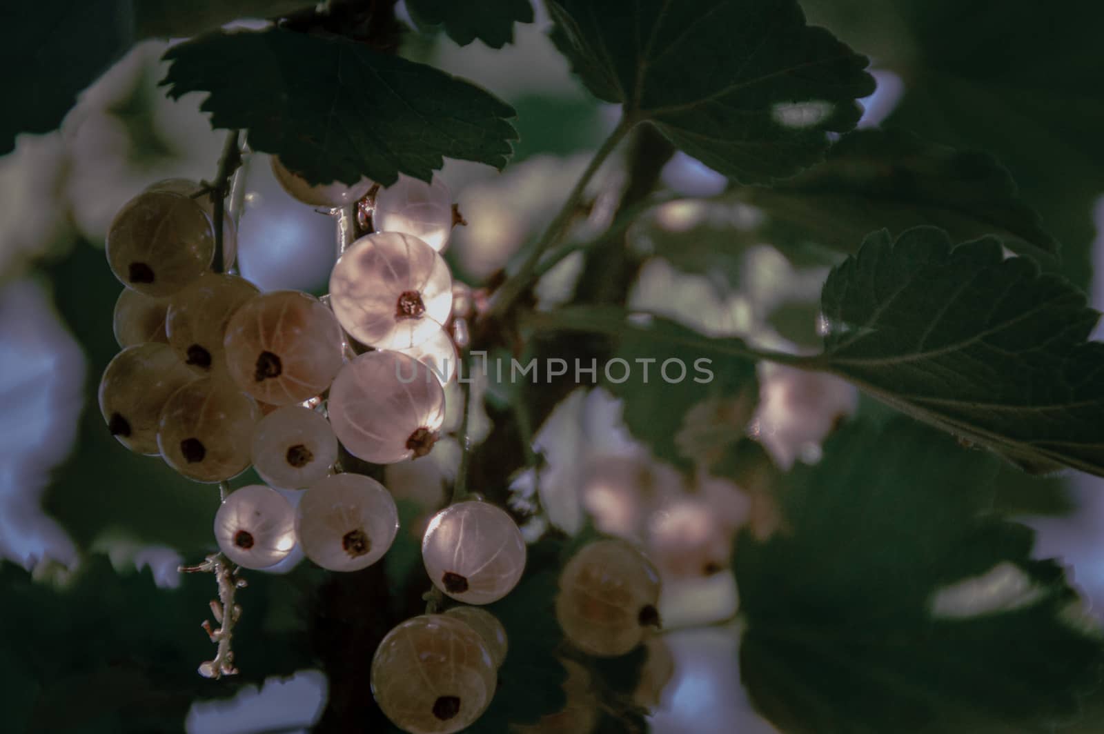 White currants bushes bearing fruits as a sign that Spring season has arrived by Sonnet15