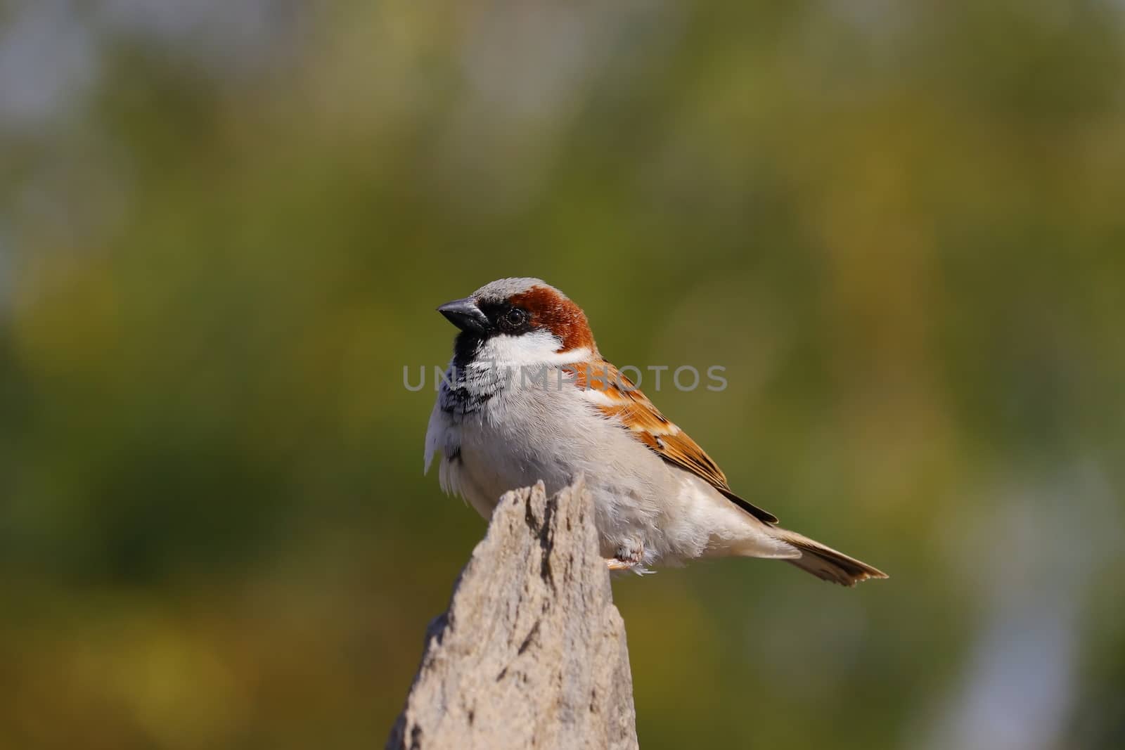 young male sparrow bird perching on the rock