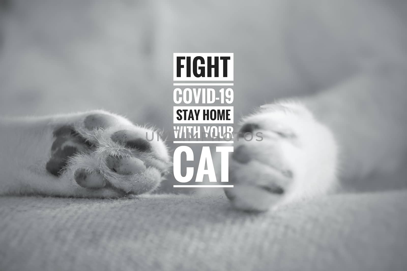 Conceptual photo of the delicate paws of a sleeping kitty with the message to stay home with your cat to fight the spread of covid-19 pandemic