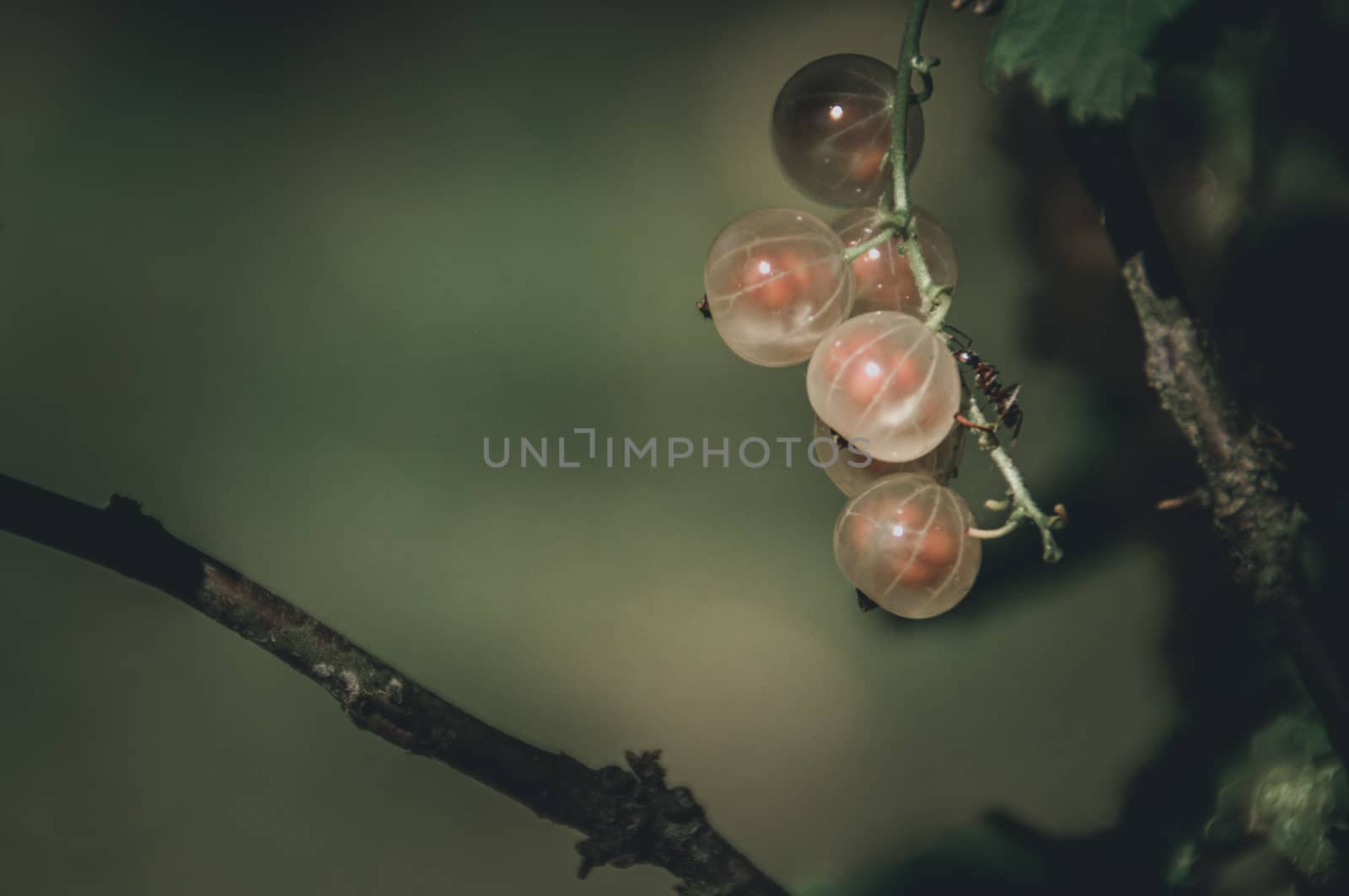 White currants bushes bearing fruits as a sign that Spring season has arrived