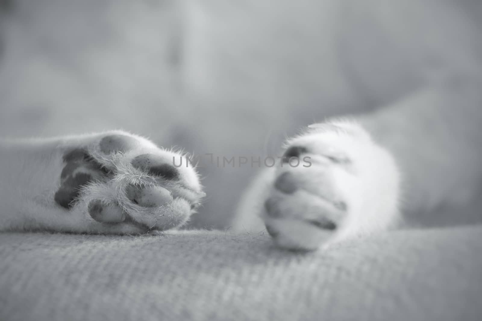 Cat Paws Close up by Sonnet15