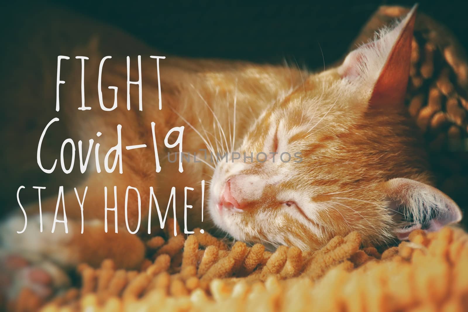 Cute feline and message to stay home with your cat and stay safe from the covid-19 outbreak by Sonnet15