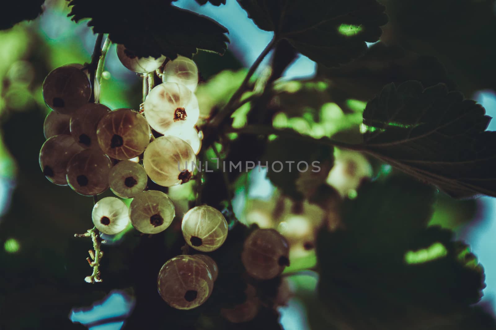 White currants bushes bearing fruits as a sign of Springtime by Sonnet15