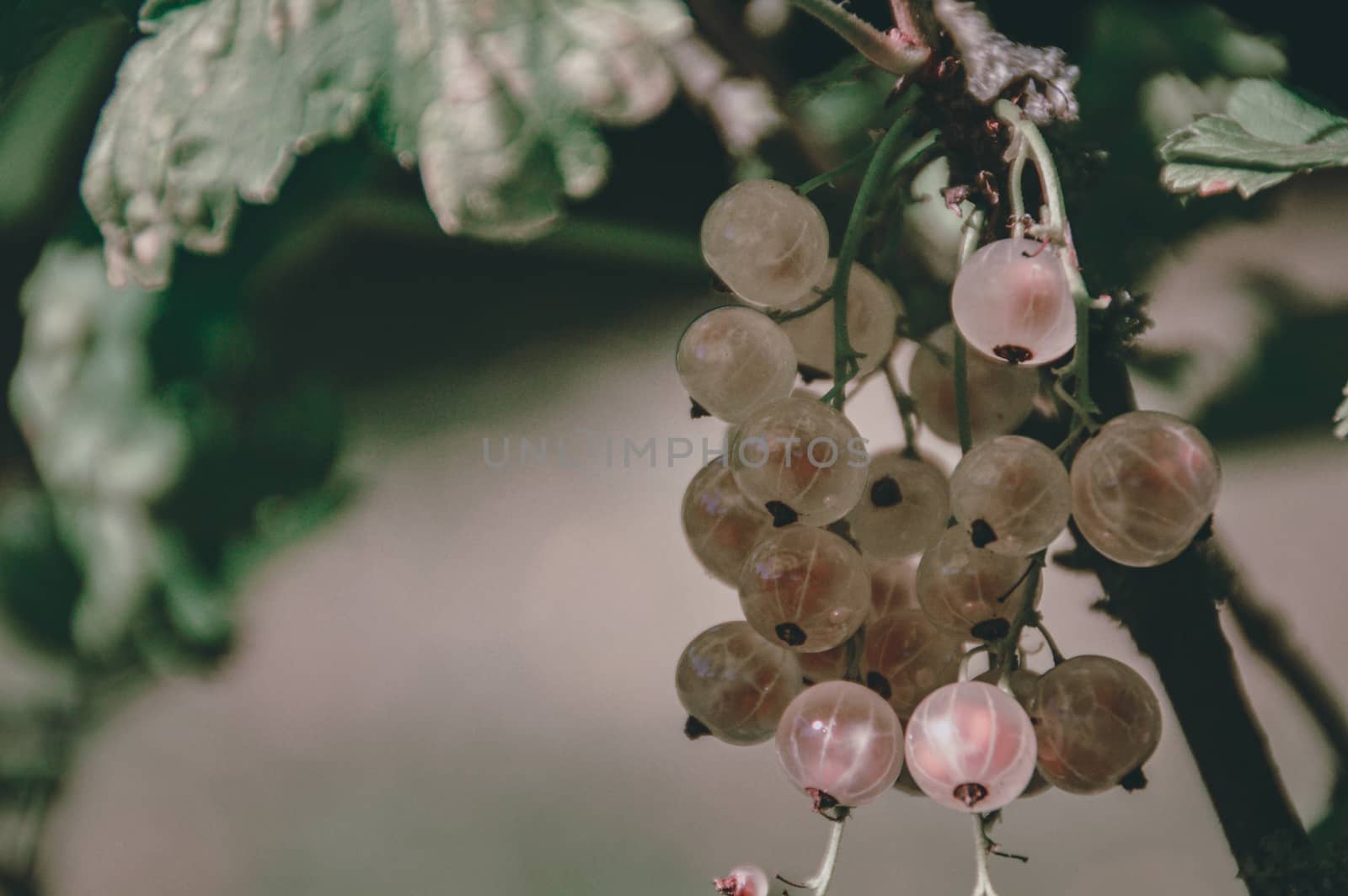 White currants bushes bearing fruits by Sonnet15