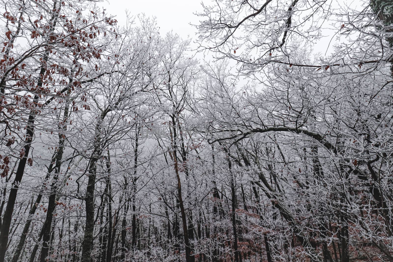 Frost covered trees in the woods during the winter season by Sonnet15