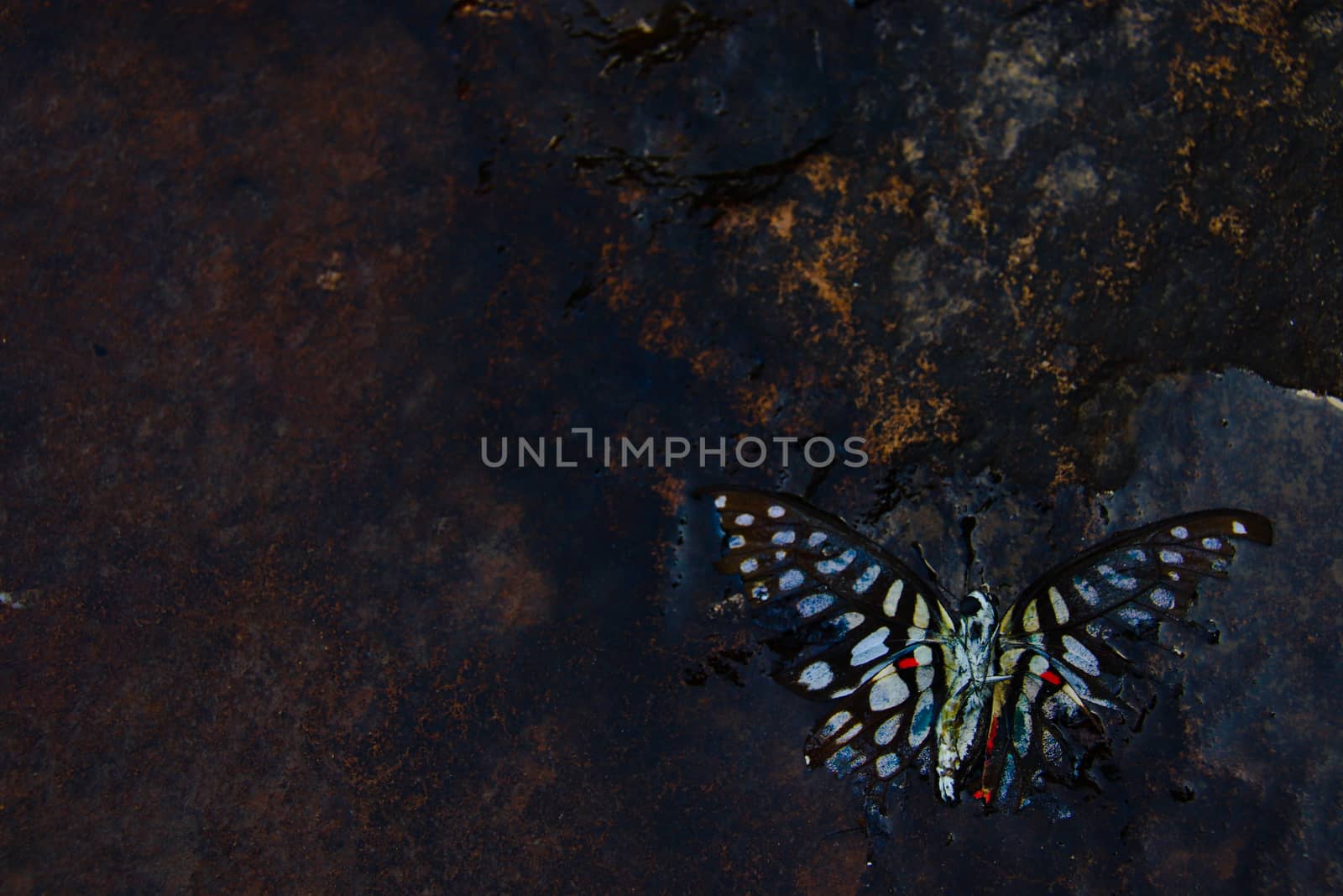 Conceptual photo of a dead butterfly in water showing concept of mental health illness like depression and suicide during social distancing, lock down and isolation due to the covid-19 pandemic