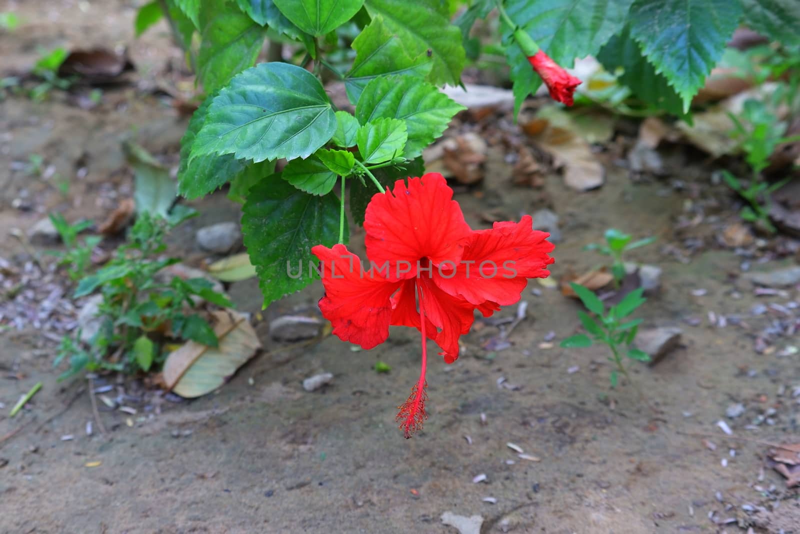 red flower and hibiscus tree in the garden by 9500102400