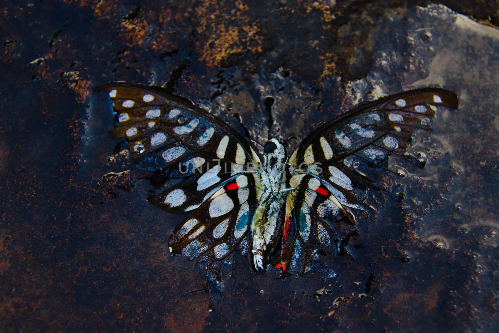 Dead Butterfly by Sonnet15