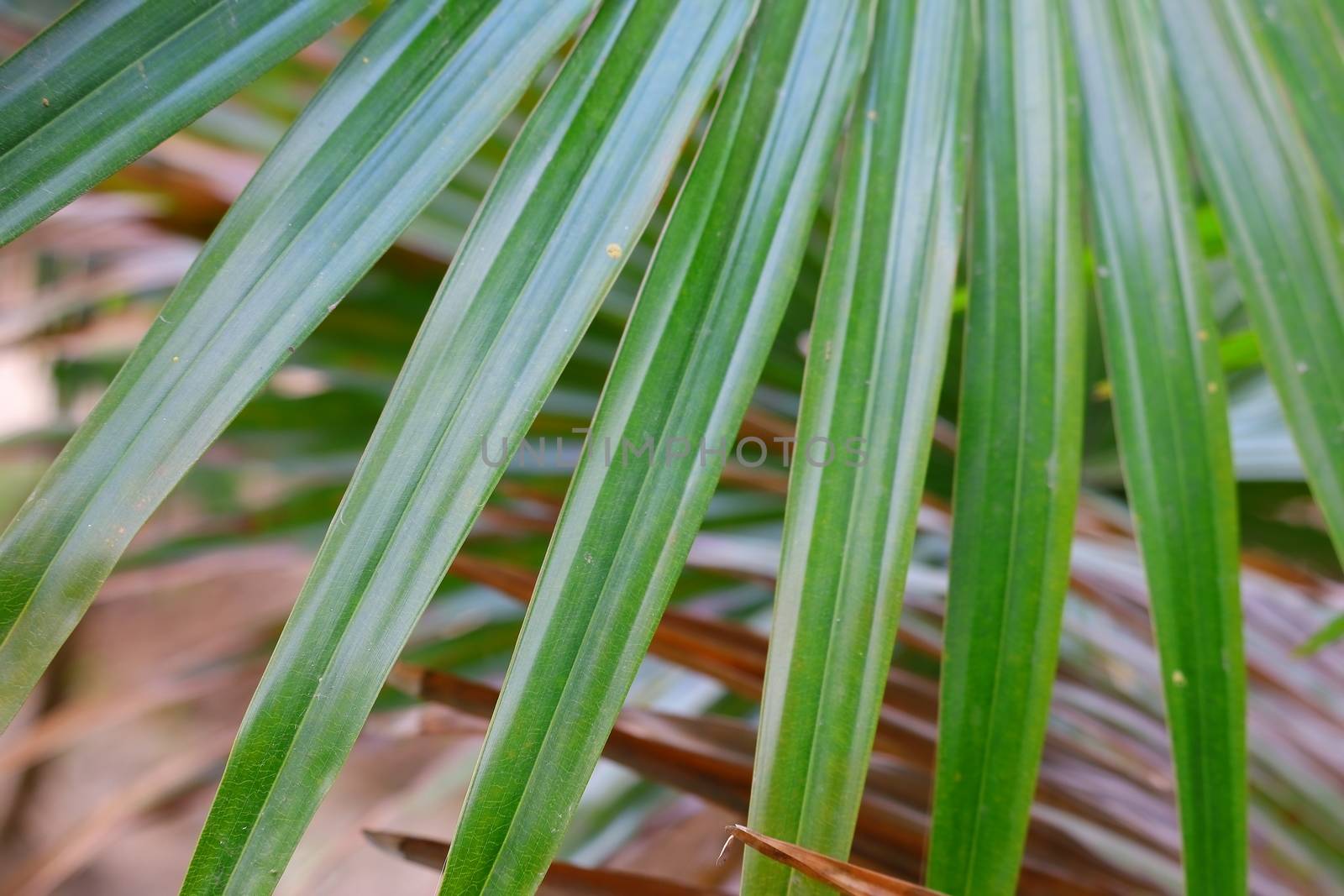 blurred leaf of palm tree background
