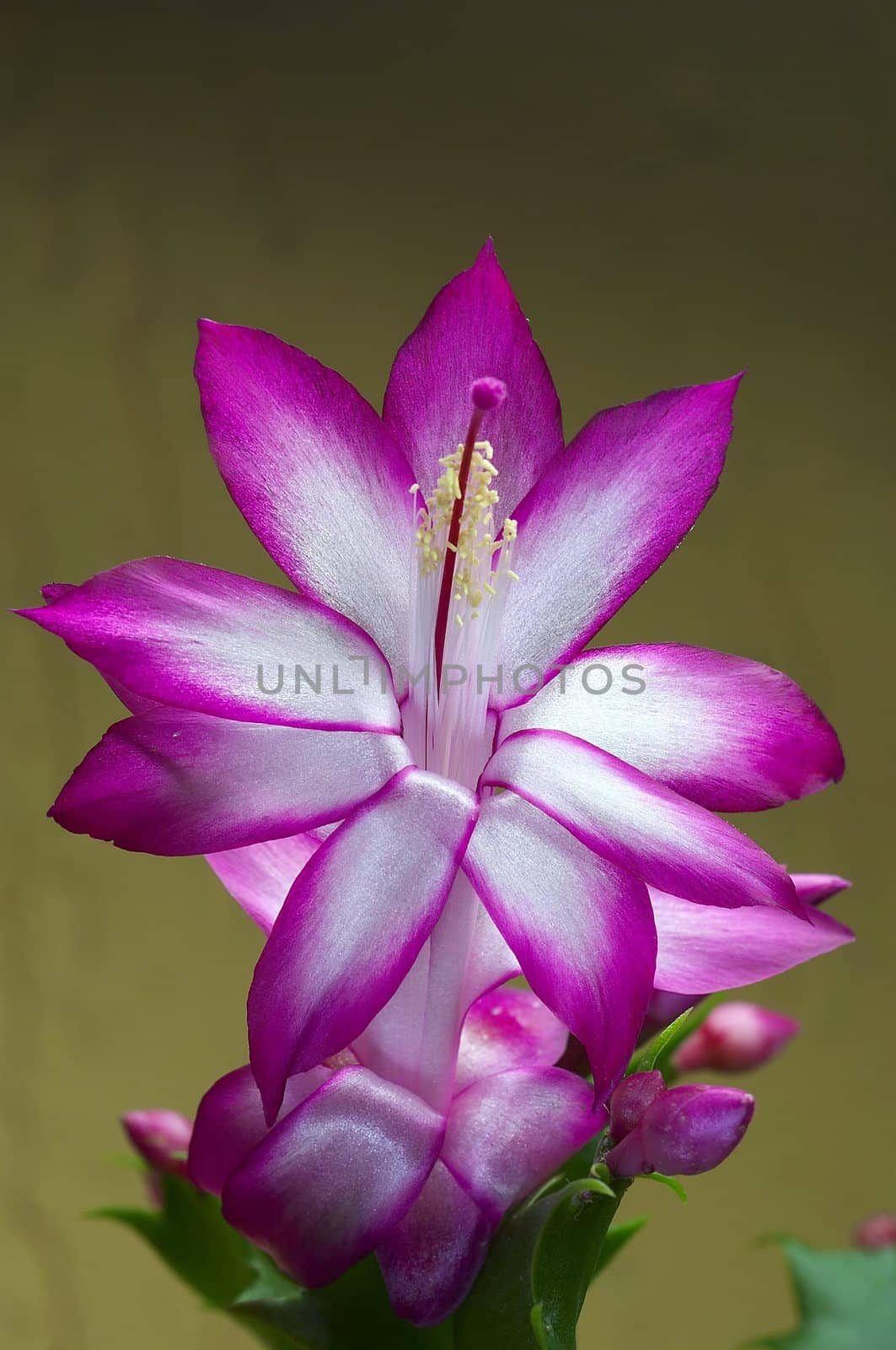 Schlumbergera