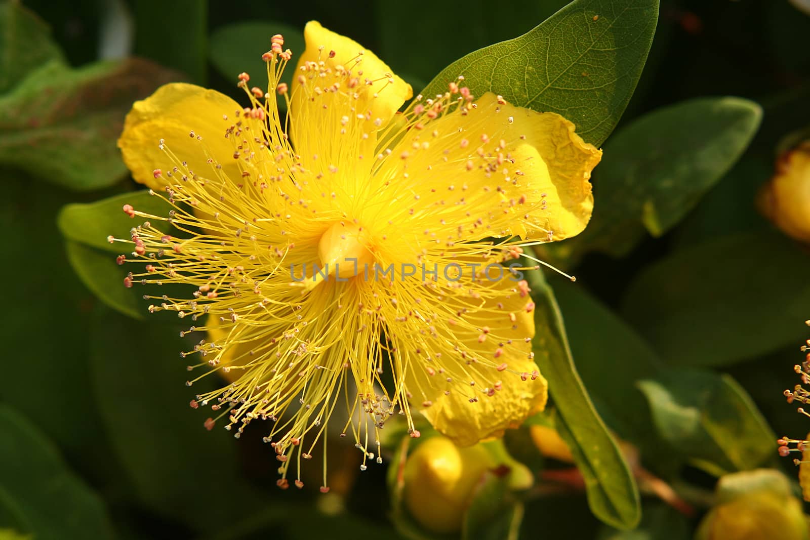 Blossom of a yellow Hypericum