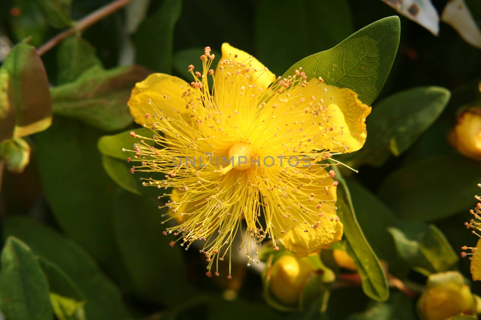 close-up of a yellow Hypericum blossom