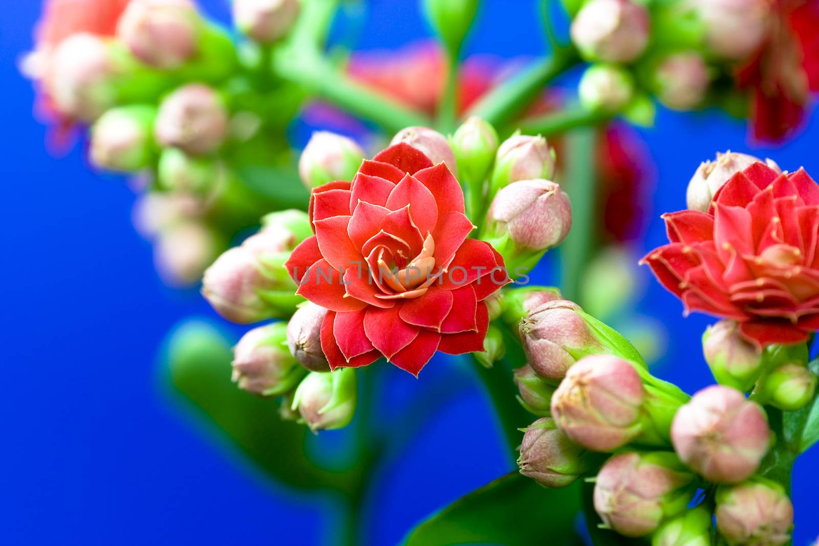 Kalanchoe by Bullysoft