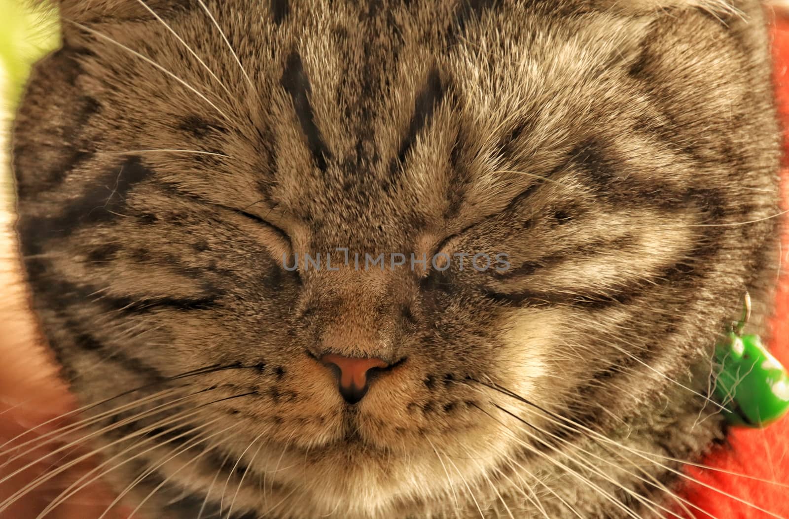 Close up of an angry looking tabby cat that shows the concept of the struggles of imposed home quarantine during the covid-19 pandemic